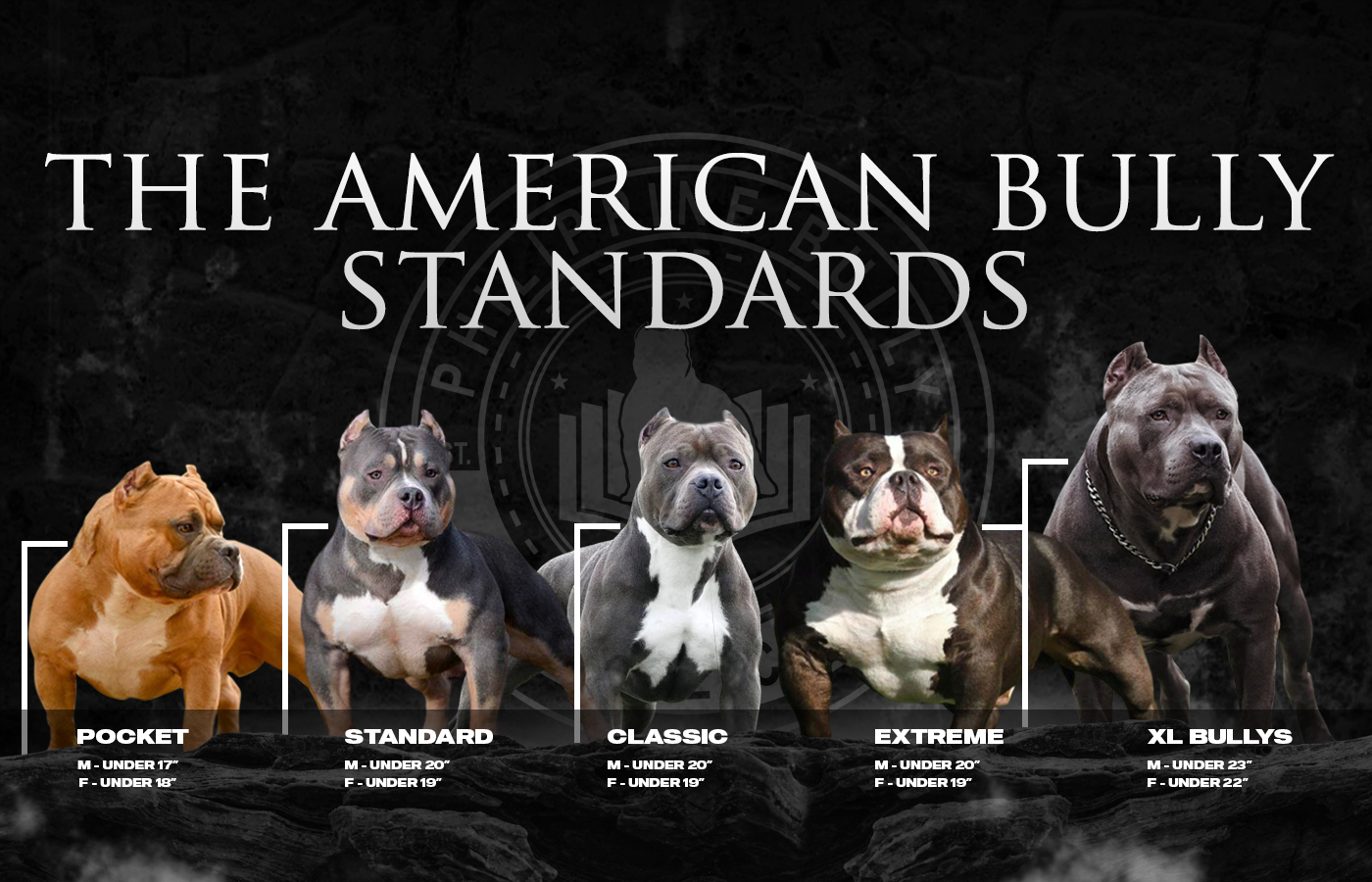 THE AMERICAN BULLY KENNEL CLUB